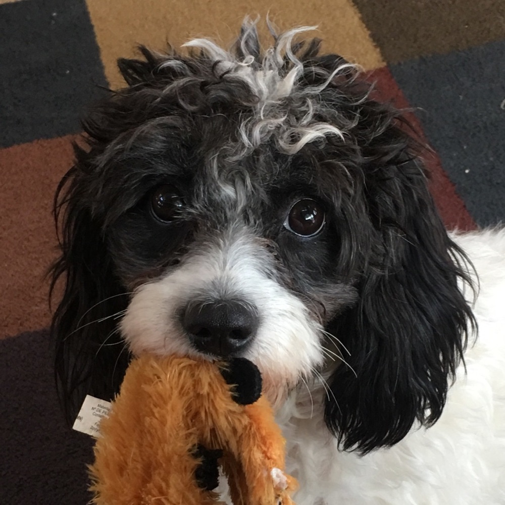 Meet your Posher, Regina